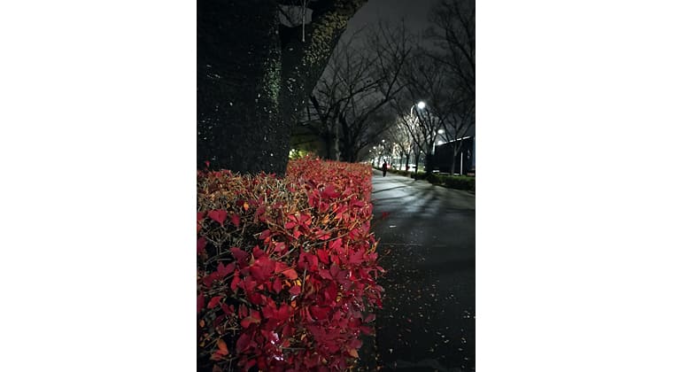 東京の東の端からわたしのウォーキング記録（2025.12.26）2