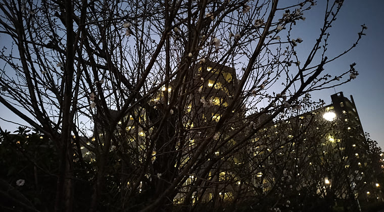 東京の東の端からわたしのウォーキング記録（2025.12.30）2