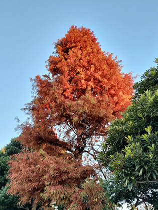 東京の東の端からわたしのウォーキング記録（2025.12.5）3