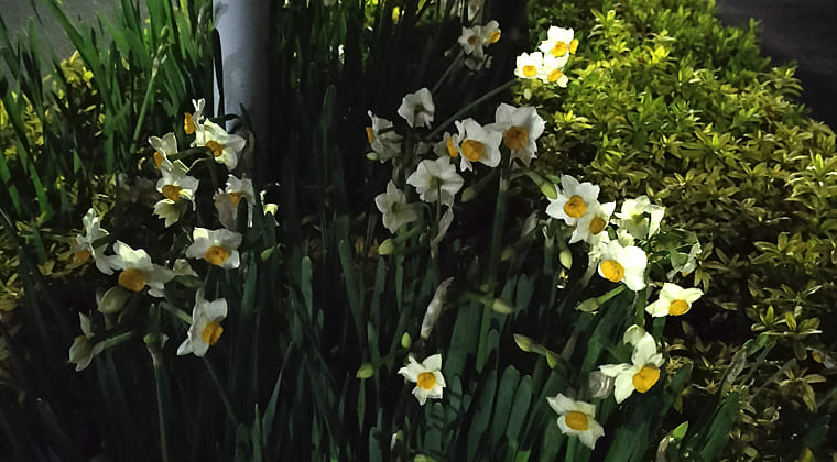 東京の東の端からわたしのウォーキング記録（2026.1.16）2