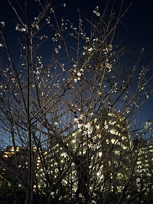 東京の東の端からわたしのウォーキング記録（2026.1.5）2