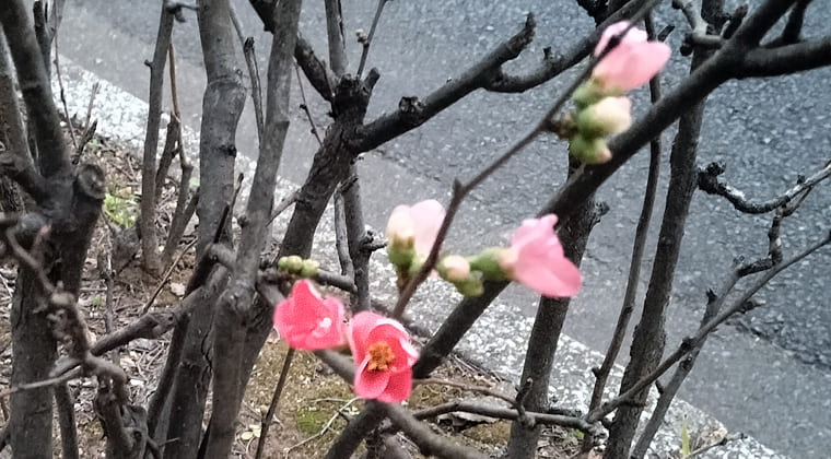 東京の東の端からわたしのウォーキング記録（2026.2.4）3