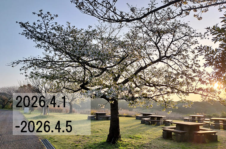 わたしのウォーキング記録（2026.4月1週目）