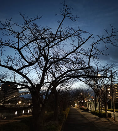 東京の東端からわたしのウォーキング記録（2026.3.14）2