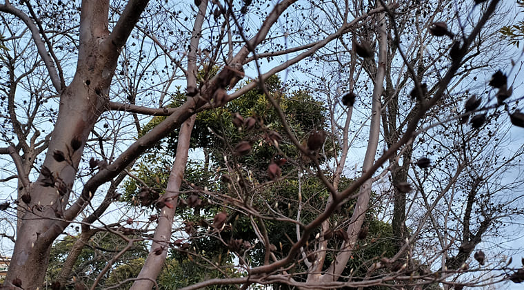 東京の東端からわたしのウォーキング記録（2026.3.15）2