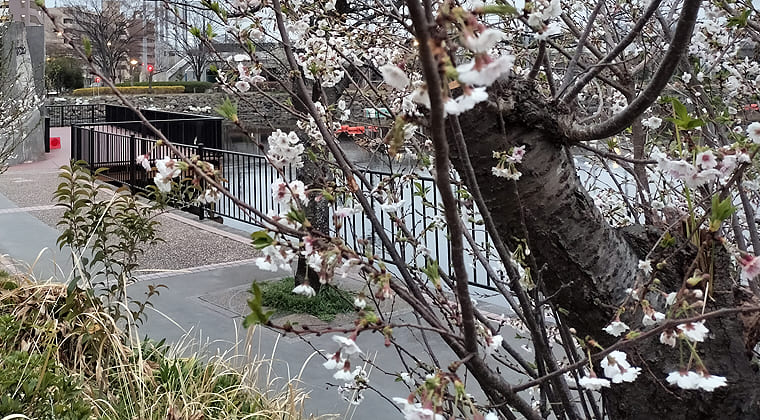 東京の東端からわたしのウォーキング記録（2026.3.23）2