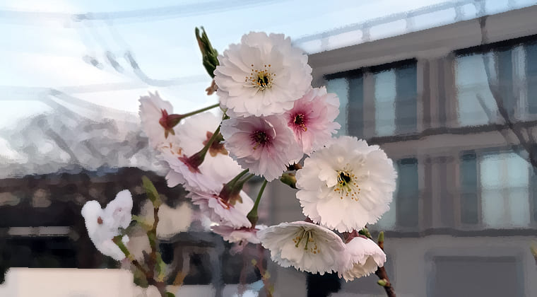 東京の東端からわたしのウォーキング記録（2026.3.24）2