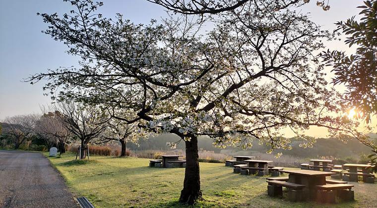 東京の東端からわたしのウォーキング記録（2026.3.27）2