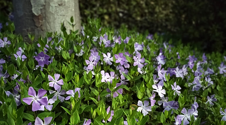 東京の東端からわたしのウォーキング記録（2026.3.29）2