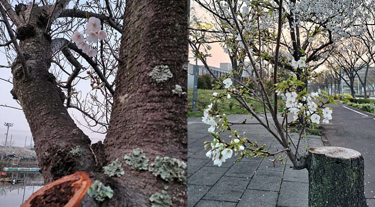 東京の東端からわたしのウォーキング記録（2026.3.29）3