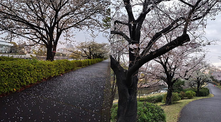 東京の東端からわたしのウォーキング記録（2026.4.1）2