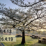 わたしのウォーキング記録（2026.4月3週目）