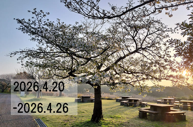 わたしのウォーキング記録（2026.4月4週目）