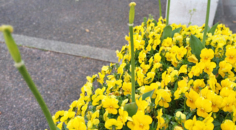 東京の東端からわたしのウォーキング記録（2026.4.13）2