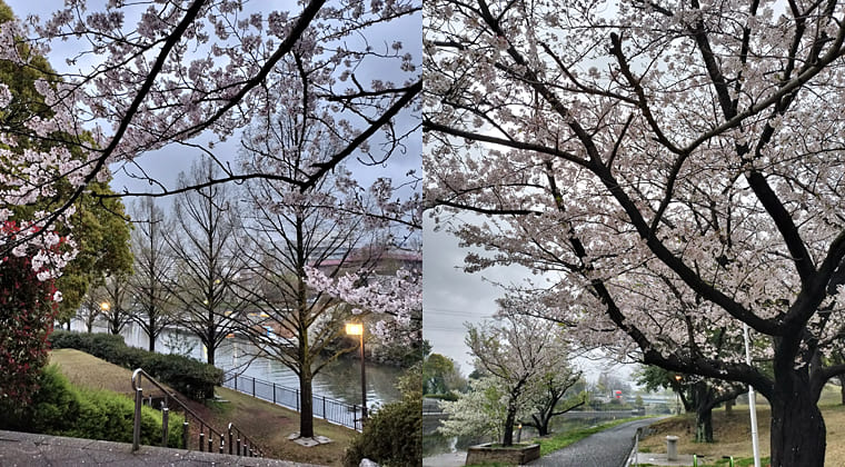 東京の東端からわたしのウォーキング記録（2026.4.5）2
