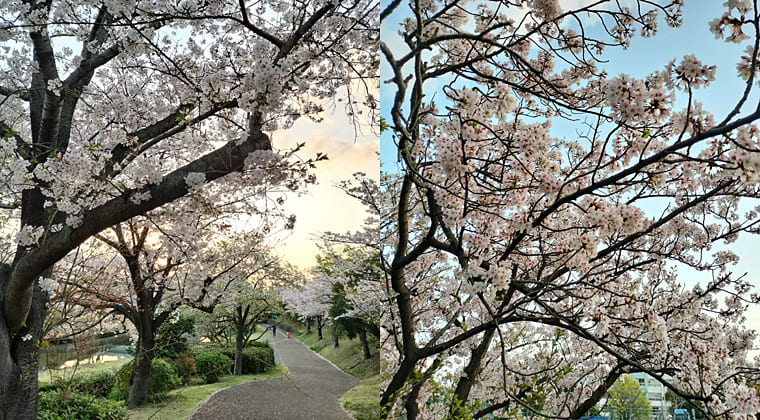 東京の東端からわたしのウォーキング記録（2026.4.6）2