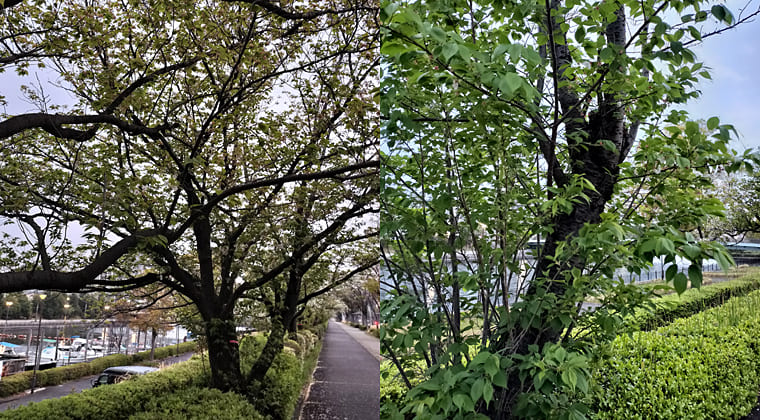 東京の東端からわたしのウォーキング記録（2026.4.7）2