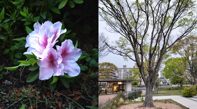 東京の東端からわたしのウォーキング記録（2026.4.7）3