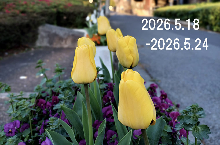 わたしのウォーキング記録（2026.5月4週目）