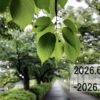 わたしのウォーキング記録（2026.6月1週目）
