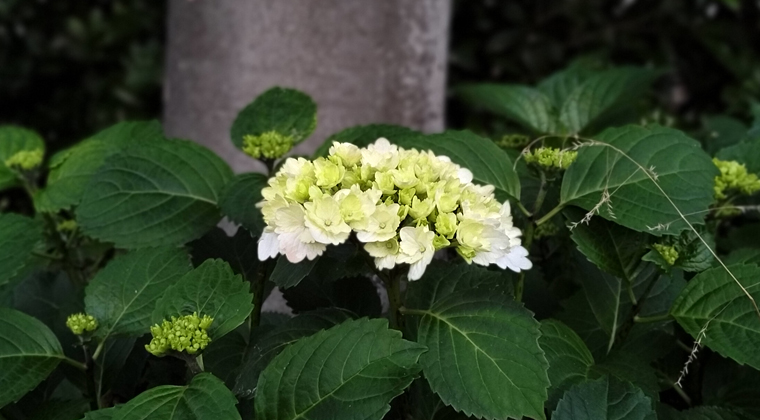 東京の東端からわたしのウォーキング記録（2026.5.10）2