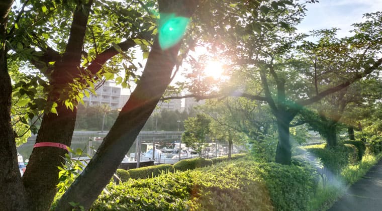 東京の東の端からわたしのウォーキング記録（2026.6.16）2