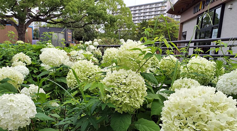 東京の東の端からわたしのウォーキング記録（2026.6.23）2