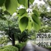 わたしのウォーキング記録（2026.6月3週目）