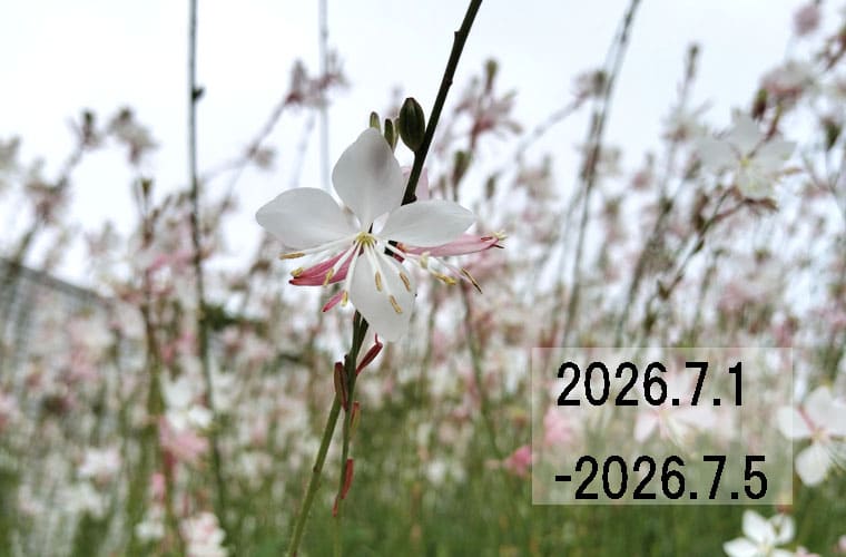 わたしのウォーキング記録（2026.7月1週目）
