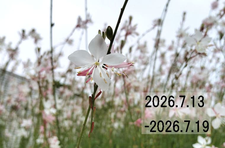 わたしのウォーキング記録（2026.7月3週目）
