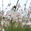 わたしのウォーキング記録（2026.7月5週目）