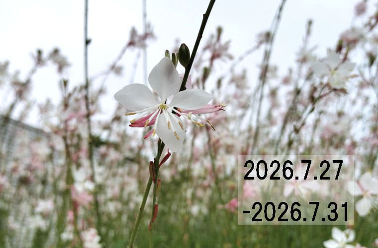 わたしのウォーキング記録（2026.7月5週目）