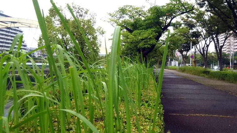 東京の東の端からわたしのウォーキング記録（2026.7.13）2